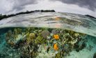 Solomon Islands’ Mega Coral Points the Way to Save Our Reefs Solomon Islands’ Mega Coral Points the Way to Save Our Reefs