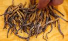 Nepal’s Mountain Communities Contemplate the End of ‘Himalayan Gold’ Nepal’s Mountain Communities Contemplate the End of ‘Himalayan Gold’